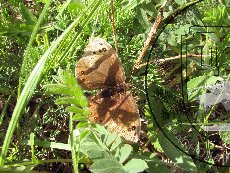 Чернушка-африканка 003